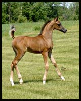 Click here to visit our new stallion Photo