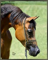 Click here to visit Sovannah Photo
