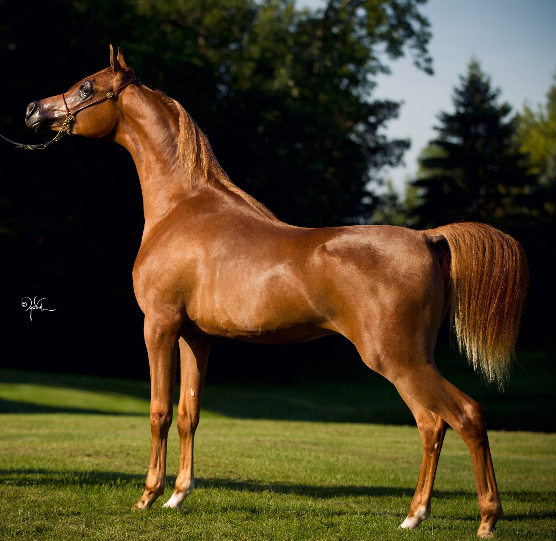 Сколько лошадей в мире. Арабская лошадь (арабский скакун). Кохейлан арабская лошадь. Лошади породы арабская чистокровная. Арабская лошадь кохейлан-сиглави.
